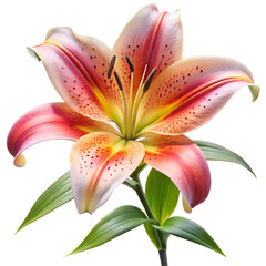 Naklejka premium Close-up Isolated Flowers