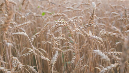 Ripening ears of meadow wheat field. Farmer wheat field. Agriculture. Harvesting on fertile soil....