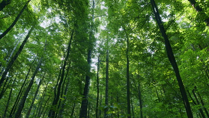 Deciduous tree forest in summer. Beautiful green forest. Early autumn time forest background. Time...