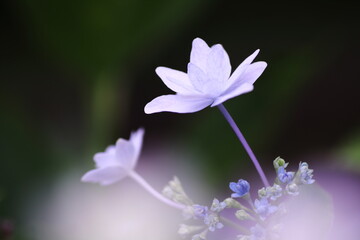 Fototapeta premium 可憐な白いガクアジサイ