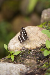 butterfly on the rock