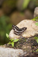 butterfly on the rock