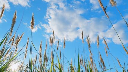 Reeds swaying gently in wind against bright sunlight in blue sky at sunset. Fall in meadow near in...