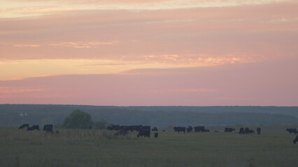 Agribusiness with natural pasture. Green pasture meadow on summer. Black angus beef cow. Static.
