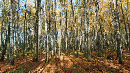 Obraz premium Autumn leaves. Forest dry falling leaves. Sun rays through tree trunks. Pan.