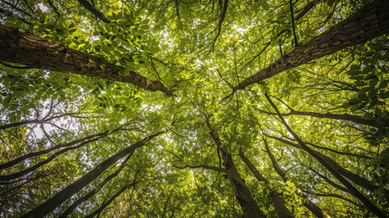 Fototapeta premium Photo of Trees in forest from below, green tops of trees, blue sky background. Generative AI