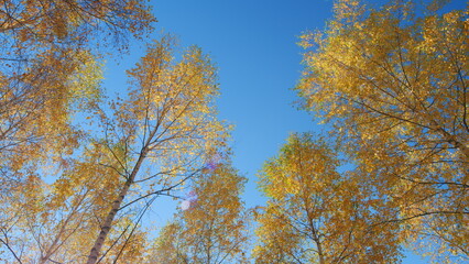 Autumn forest on a sunny day. Colorful tree branches in sunny forest. Low angle view.