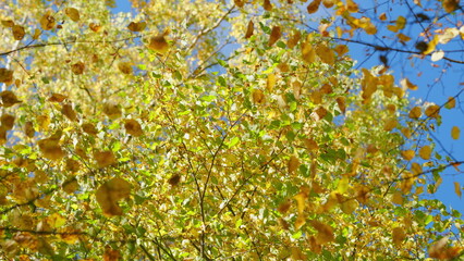Orange autumnal foliage against blue sky in october. Tranquil and happy outdoor scene. Low angle...