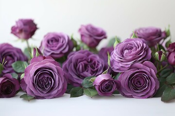 Purple rose buds on a white background