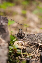 frog on the ground