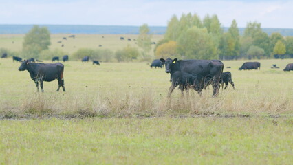Black angus cows standing in pasture. Young black cow on pastures. Static view.