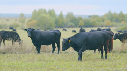 Dark cow on an summer pasture. Black cow grazing green herb at meadow. Static view.