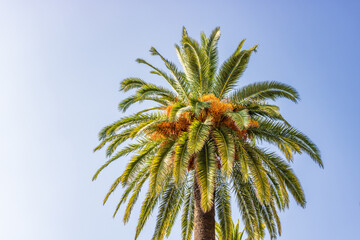Beach palm tree, tropical paradise