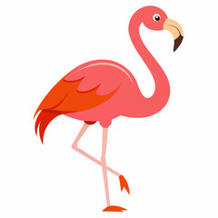 flamingo on white