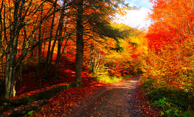road in forest, picturesque autumn scenery, fantastic early morning in the forest	