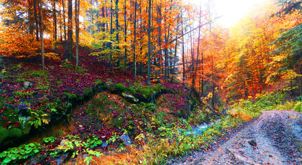 river in forest, picturesque autumn scenery, fantastic early morning in the forest	