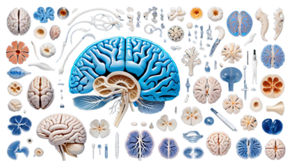 blue brain anatomy hippocampus biology head cerebellum cross exam gland health care human illustration image internal lateral male medicals medicine female organ people scan section side spine