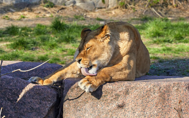 a large lioness licking her paws with her tongue.