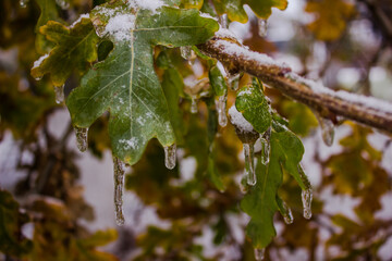 Icicles on the leaves of an oak tree in the winter