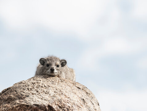 A cute look hyrax keeps a vigilent eye on the photographer and p
