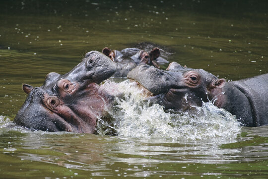 Young hippos play fight in a Serengeti watering hole.