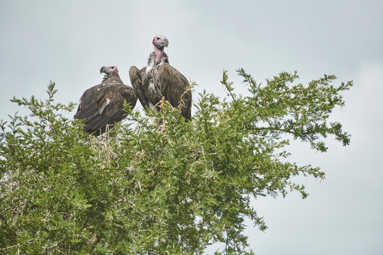 A couple of vultures perches a top a tall tree on the lookout fo