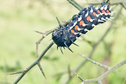 A spikey, colorful catapillar gives all the warning signs that i