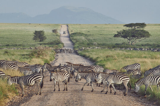 Wildebeest and zebra cross a small dirt track in the wide open e