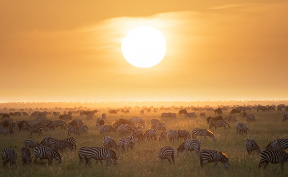 Zebra and wildebeest play against a brilliant colorful sunrise o