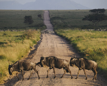 Wildebeest and zebra cross a small dirt track in the wide open e