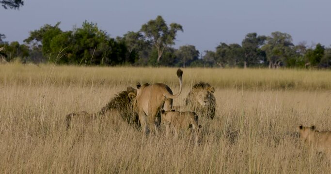 Close-up. Young cubs interacting with male lions in the African bush