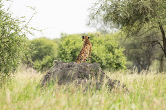 A cheetah looking out for its next meal on a grassy field