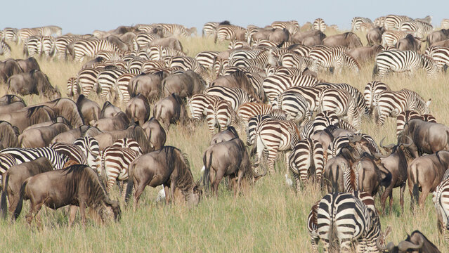 Thousands of zebra and wildebeest graze on the wide open plains