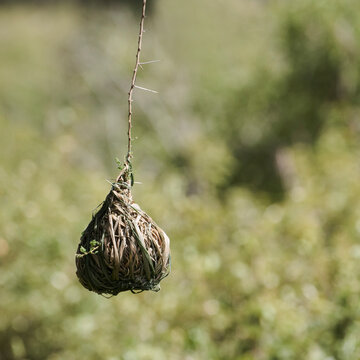 A bird complex nest, aptly named a basketweaver hangs from a tre