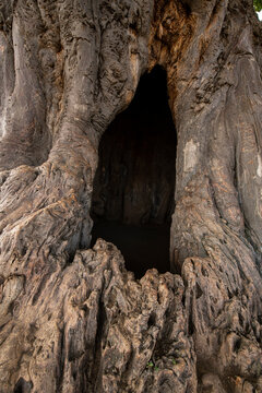 A baobab tree with a large hole in it has become a haven for a b