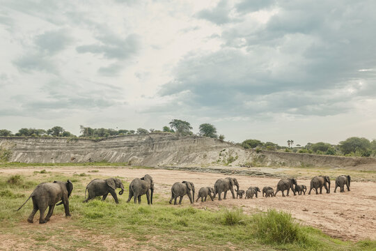 A large herd of elephant crosses a dry river bed, continuing a l