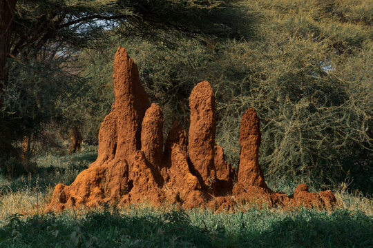 Towers of a termite hill stand tall in an African forest