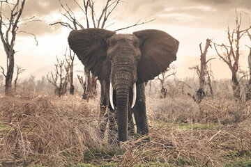 A large bull elephant  approaches the camera set against a brill
