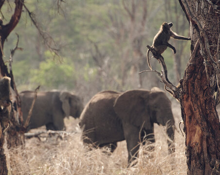 Baboons crowd a tree, narrowing escaping a nearby lion, with a f