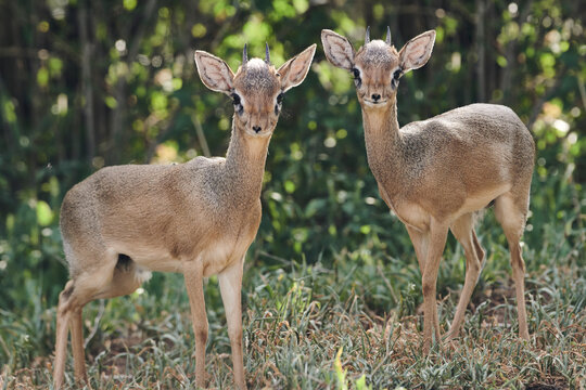 A pair of dik diks, a tiny near native to Africa.