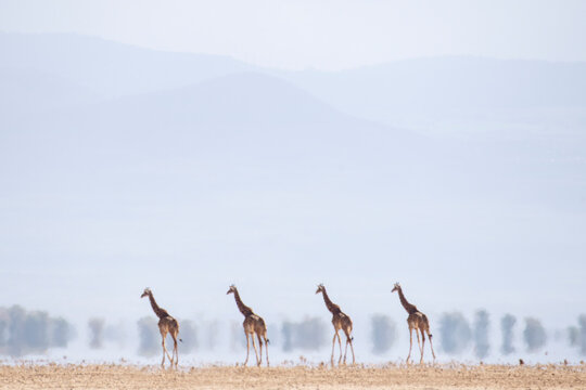 A group of giraffes seem like a mirage, distorted by the heat ri