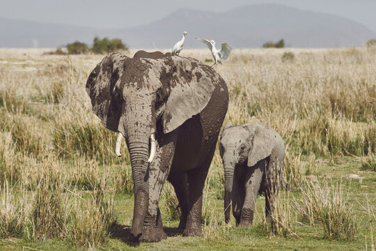 A couple of muddy elephants meander through some tall grass in A