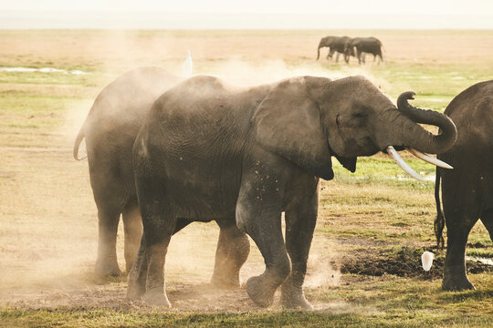 An elephant throws dirt on herself trying to beat the hear of th