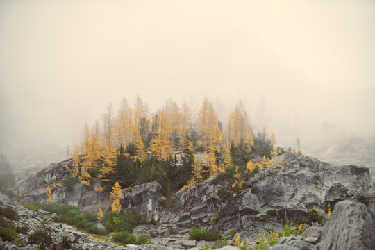 Larches show off their brilliant yellow needles in autumn in the