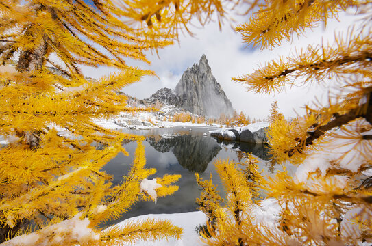 The jagged spire of Prusik Peak and yellow larches of autumn ref