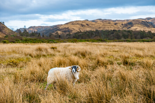 Single Ram in a Scottish Meadow