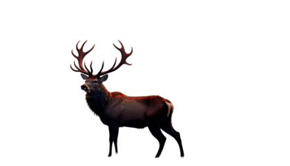 mist silhouette red deer stag cervid morning nature animal antler wildlife hunting sun bracken background forest roar wild tree call buck roaring fog timberland natural fall autumn oak