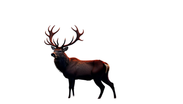 mist silhouette red deer stag cervid morning nature animal antler wildlife hunting sun bracken background forest roar wild tree call buck roaring fog timberland natural fall autumn oak