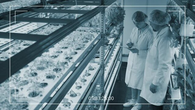 High angle surveillance shot of two multiethnic male and female researchers standing next to vertical greenhouse stand with pot plants, looking at sprouts, discussing growth process in laboratory