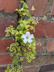 Pale Pink-sorrel (Oxalis incarnata) growing from a garden wall